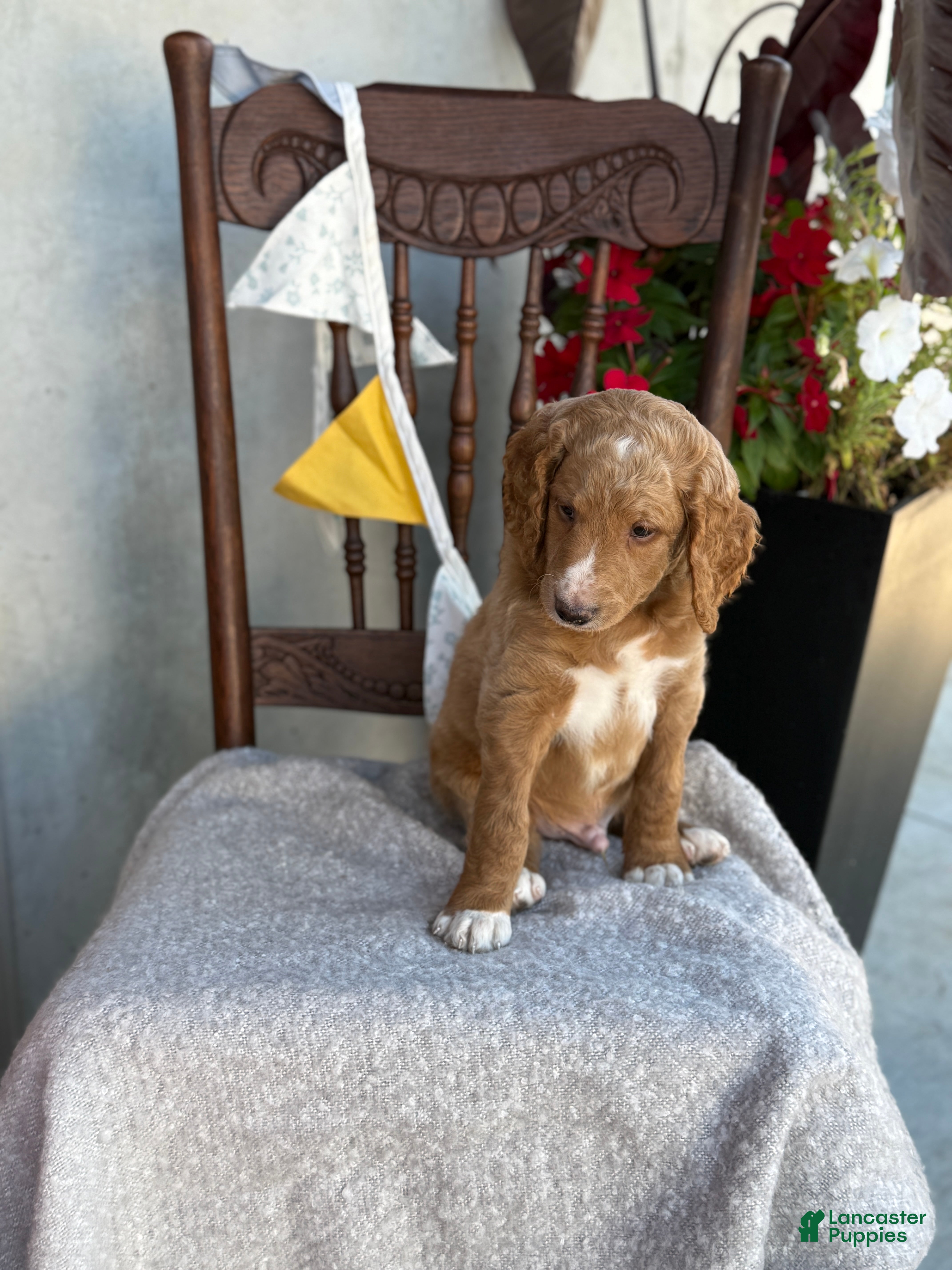 Goldendoodle dogs Chaser - Ad 2