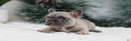 French Bulldog dogs for sale: Hariot - Ad 2