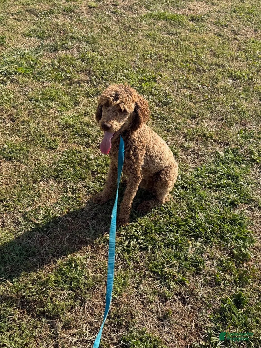 Miniature Poodle dogs for sale: Rocket - Ad 2