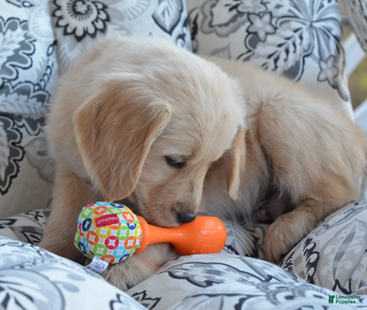 Golden Retriever dogs Grant - Ad 8