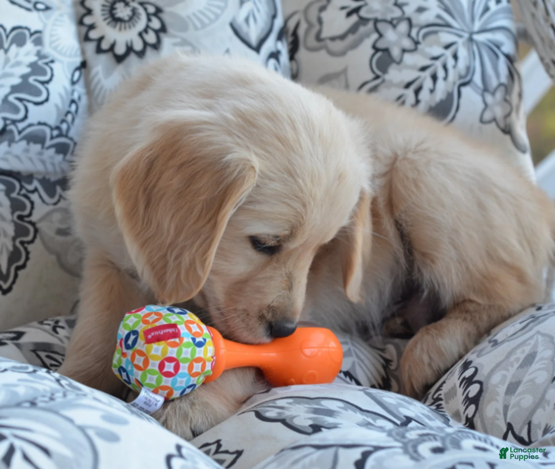 Golden Retriever dogs for sale: Grant - Ad 1