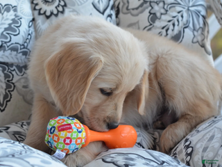 Golden Retriever dogs Grant - Ad 9