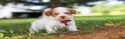 Yorkiepoo dogs for sale: Jackson - Ad 7