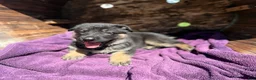 German Shepherd dogs for sale: May - Ad 18