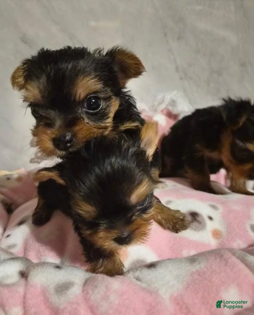 Yorkshire Terrier dogs for sale:  Carrel - Ad 6