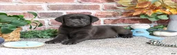 Labrador Retriever dogs for sale: Moonstone - Ad 2