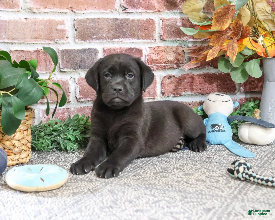Labrador Retriever dogs for sale: Moonstone - Ad 2