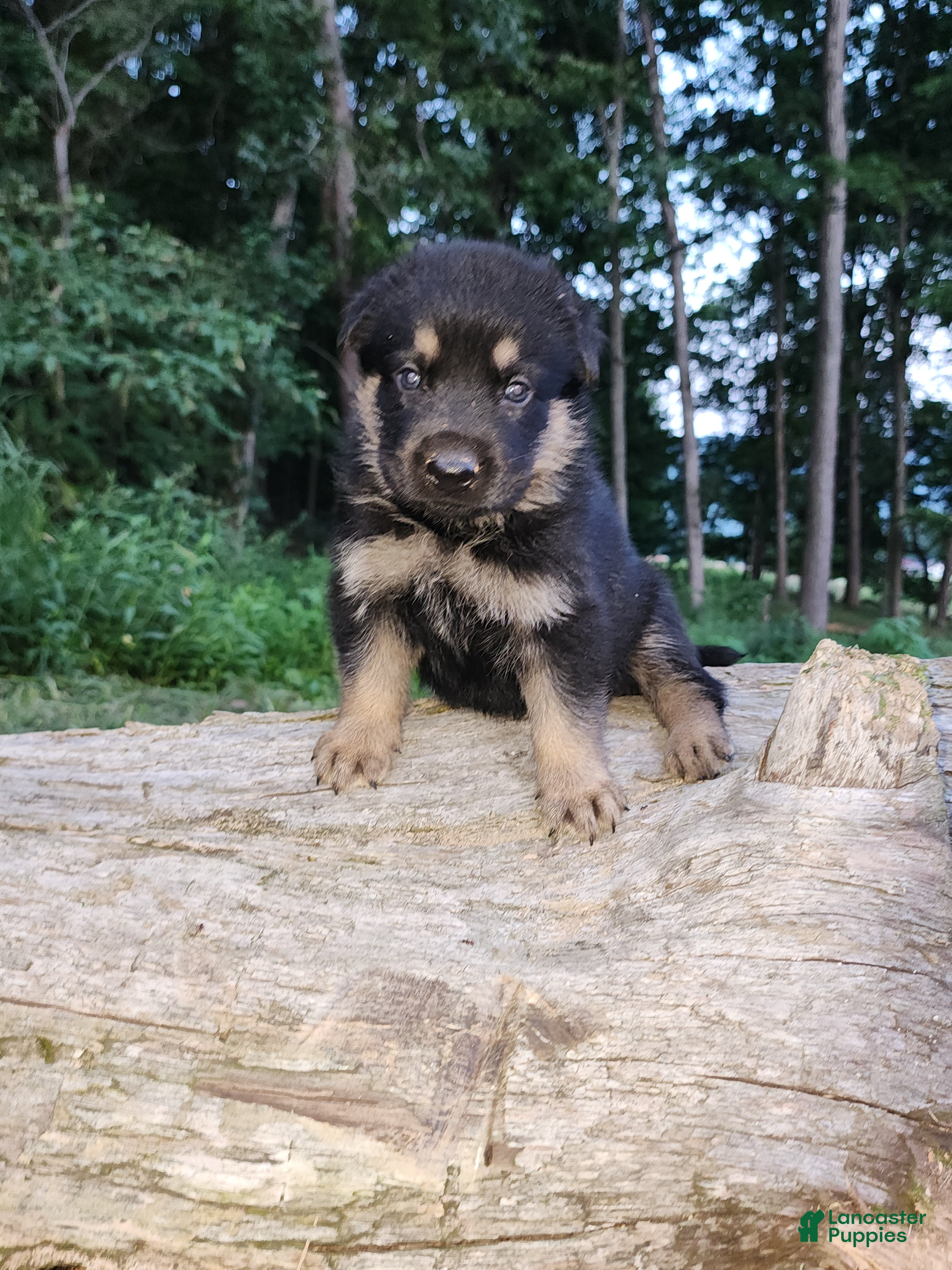 German Shepherd dogs German Shepherd 4 Thor - Ad 2