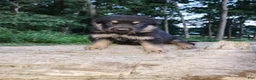 German Shepherd dogs for sale: German Shepherd 4 Thor - Ad 2