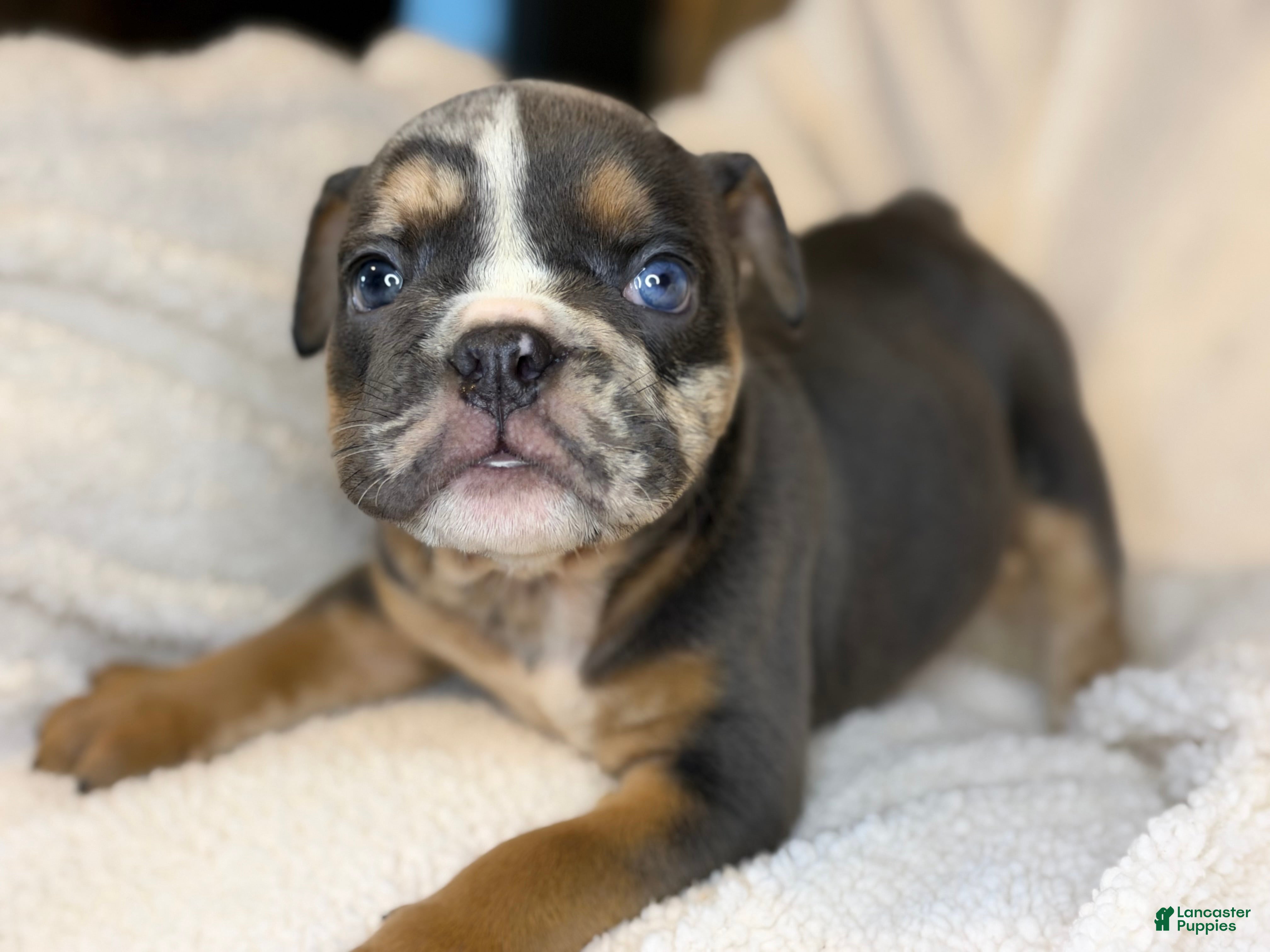 English Bulldog dogs Armani - Ad 21