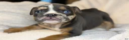 English Bulldog dogs for sale: Versace - Ad 79
