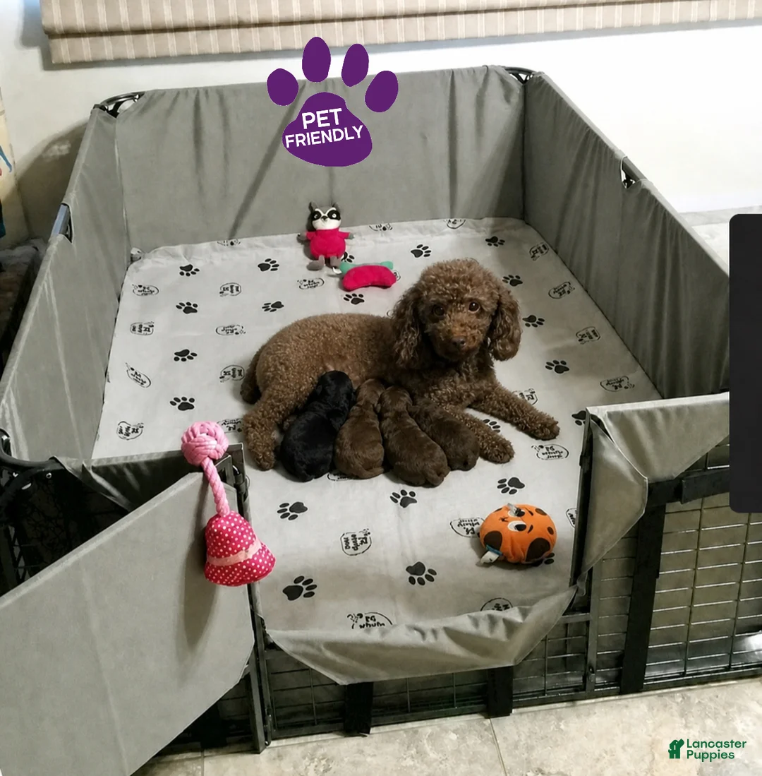 Toy Poodle dogs for sale: Teddy  - Ad 5