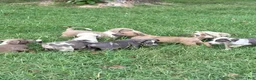 American Bully dogs for sale: Oreo - Ad 7