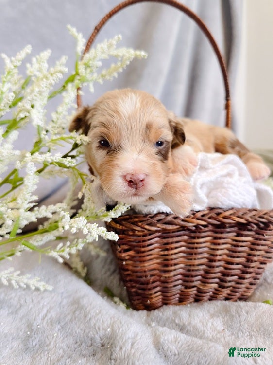 Aussiedoodle dogs Honey Melon - Ad 1