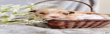 Honey Melon