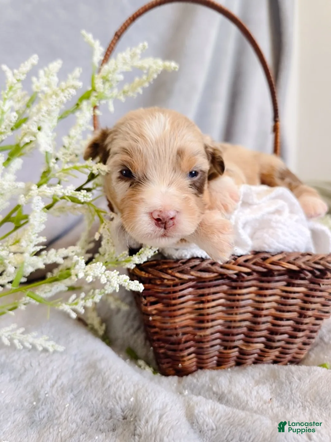 Aussiedoodle dogs for sale: Honey Melon - Ad 1