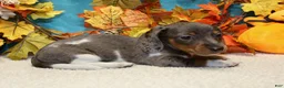 Miniature Dachshund dogs for sale: Coop - Ad 2