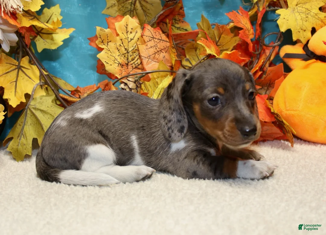 Miniature Dachshund dogs for sale: Coop - Ad 2