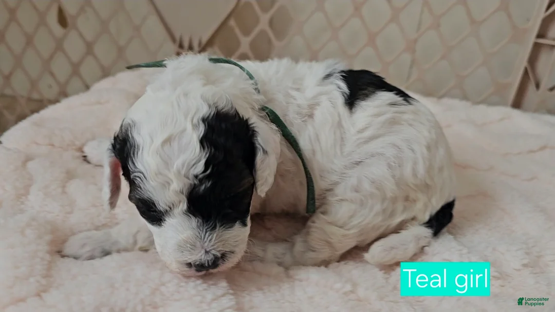 Cavapoo dogs for sale: Cavapoo - Teal girl - Ad 2