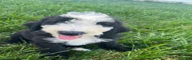Sheepadoodle 1