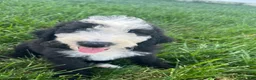 Sheepadoodle dogs for sale: Sheepadoodle 1 - Ad 1
