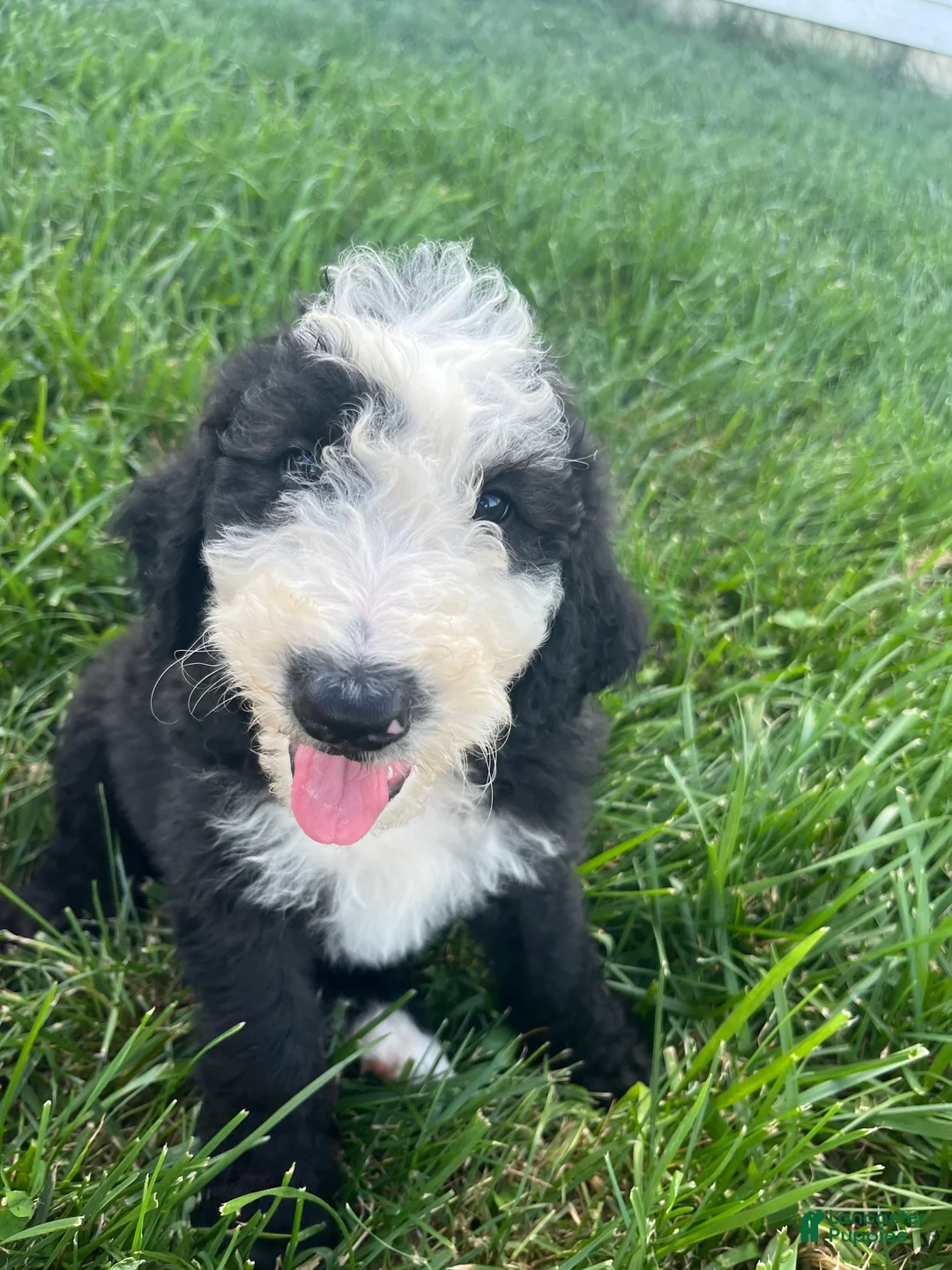 Sheepadoodle dogs for sale: Sheepadoodle 1 - Ad 1