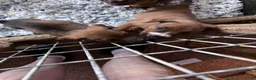 Mixed Breed dogs for sale: Mixed Breed 5 - Ad 10