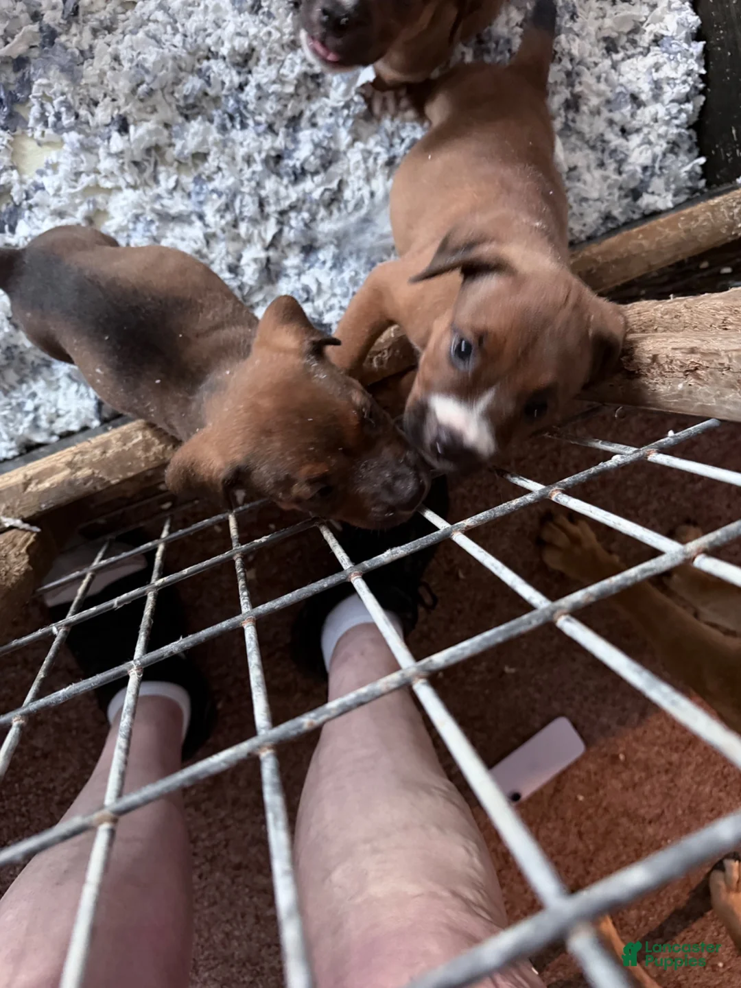 Mixed Breed dogs for sale: Mixed Breed 5 - Ad 10