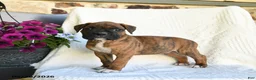 Boxer dogs for sale: Radar - Ad 4