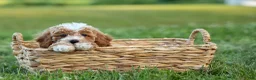 Miniature Poodle dogs for sale:  Ginger 🌸 - Ad 11