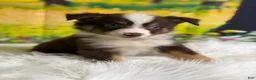 Australian Shepherd dogs for sale: Australian Shepherd Bogo - Ad 5