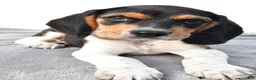 Beagle dogs for sale: Adam - Ad 5