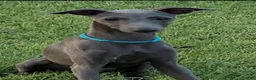 Italian Greyhound dogs for sale: Ace - Ad 13