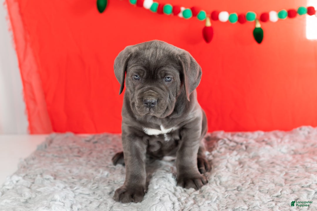 Cane Corso dogs for sale: Sarge  - Ad 2