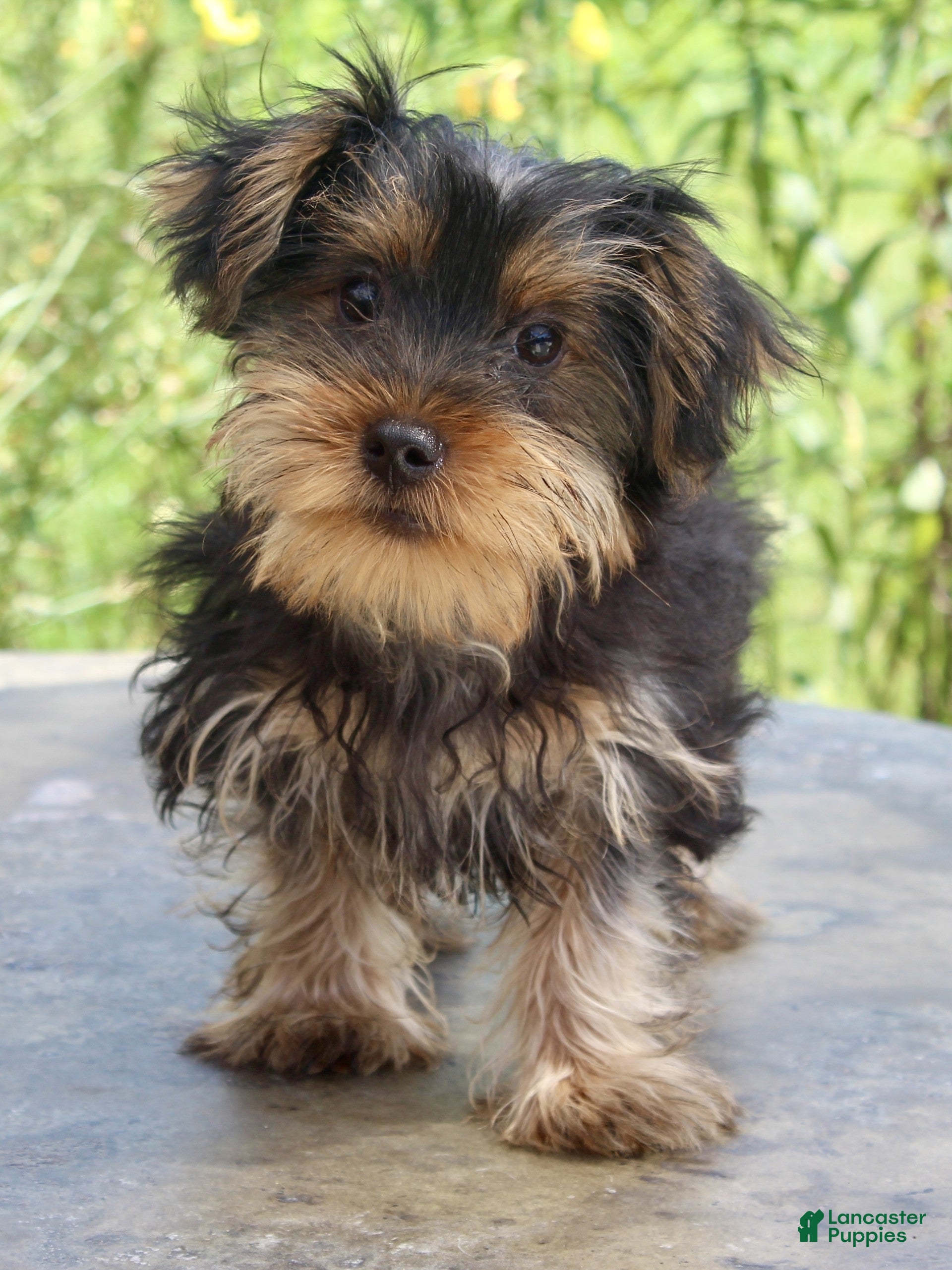 Yorkshire Terrier dogs Hunter - Ad 2