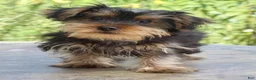 Yorkshire Terrier dogs for sale: Hunter - Ad 2