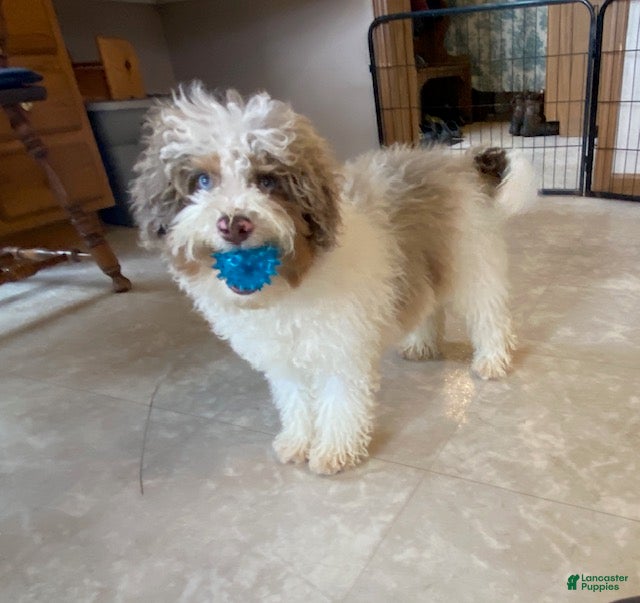 Cavapoo dogs Lewis - Ad 2