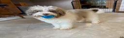 Cavapoo dogs for sale: Lewis - Ad 2
