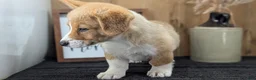 Welsh Corgi Pembroke dogs for sale: Namor  - Ad 7