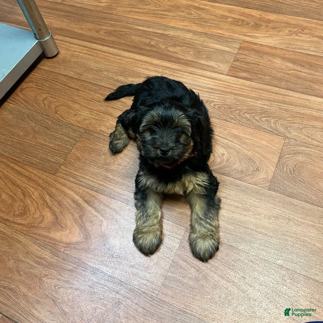 Yorkshire Terrier dogs for sale: Yorkshire Terrier 2 - Ad 1
