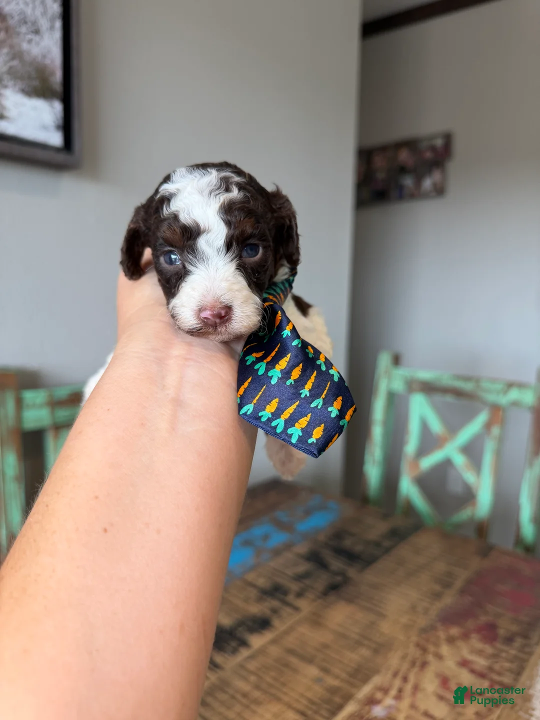 Miniature Poodle dogs for sale: Akc clear 🧬 tested Chocolate Phantom Parti Boy - Ad 2