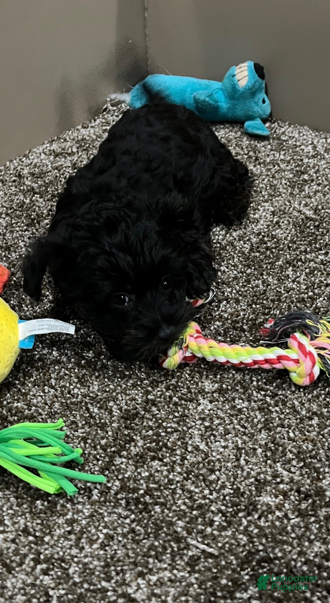 Yorkiepoo dogs for sale: Molly - Ad 6
