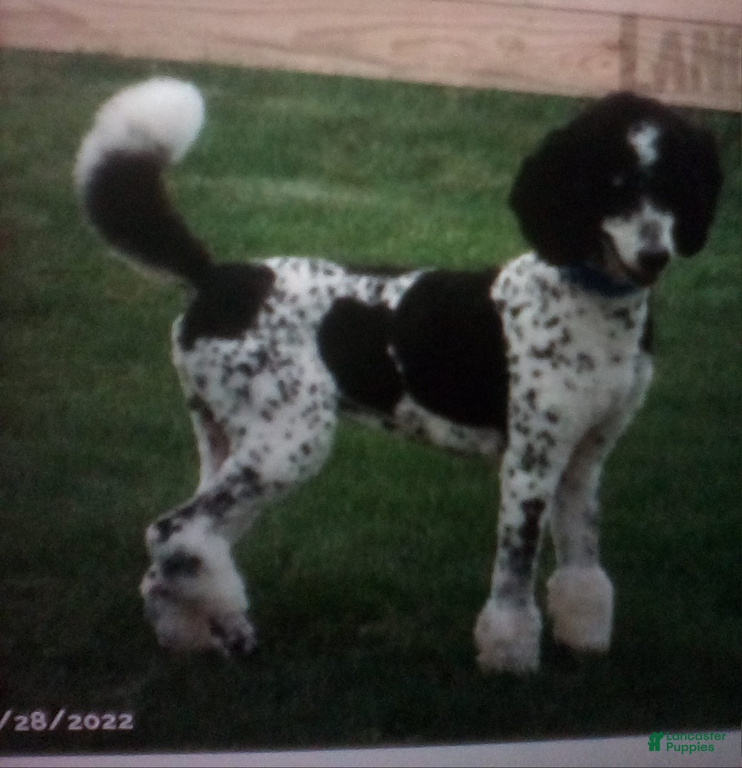 Bernedoodle dogs for sale: Sally - Ad 17