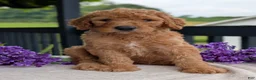 Goldendoodle dogs for sale: Parker - Ad 28