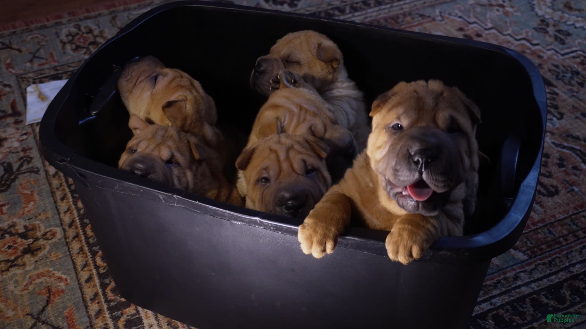 Bullmastiff Cross Shar Pei Boy Stud Blue Face Shar Pei Puppies For