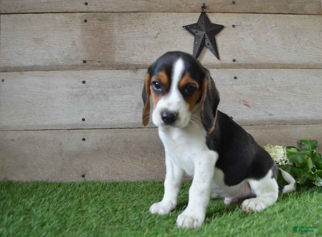 Beagle dogs for sale: Jayce - Ad 2