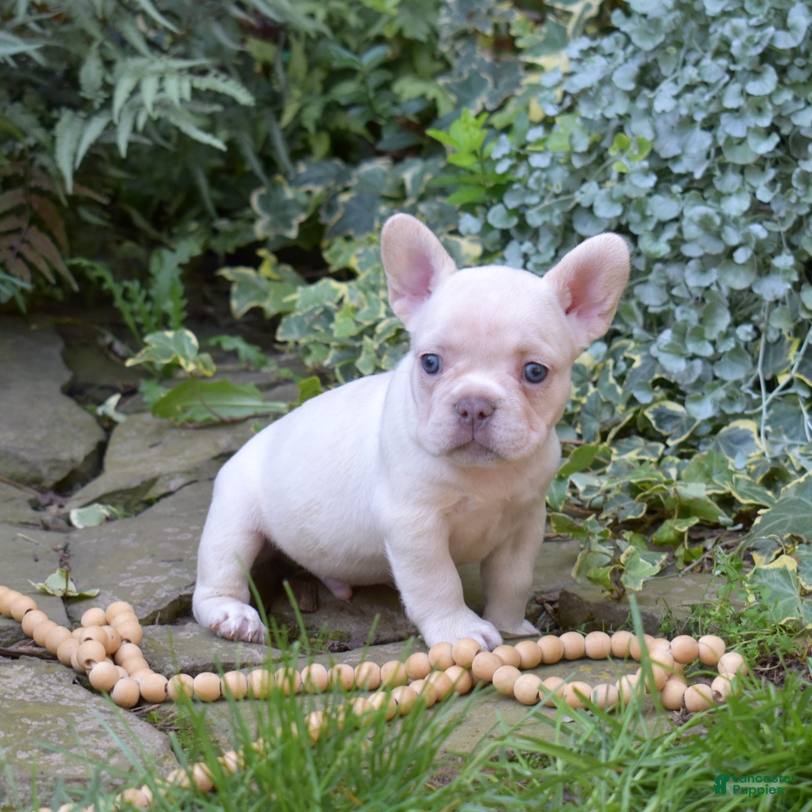 French Bulldog dogs Casper - Ad 2