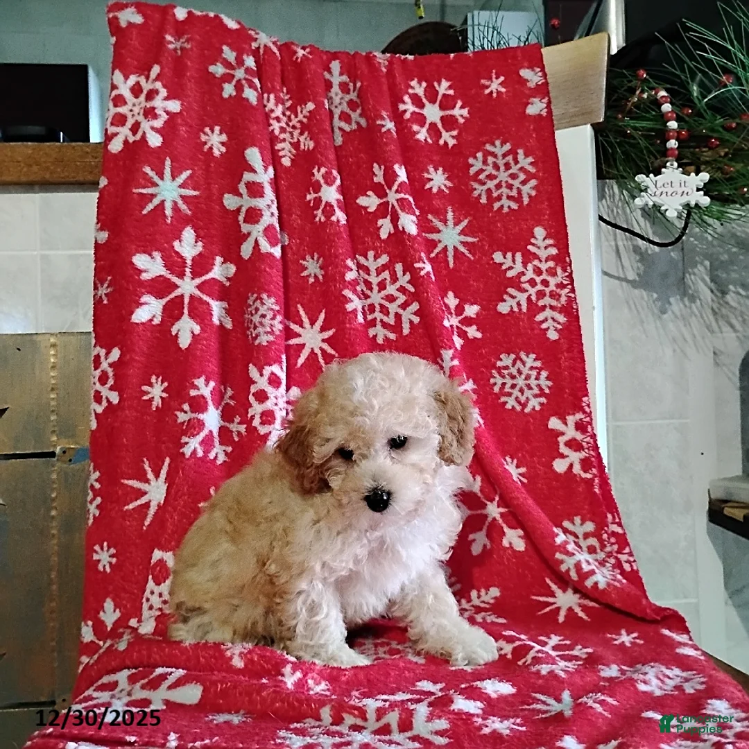 Mini Bernedoodle dogs for sale: Roselani - Ad 10