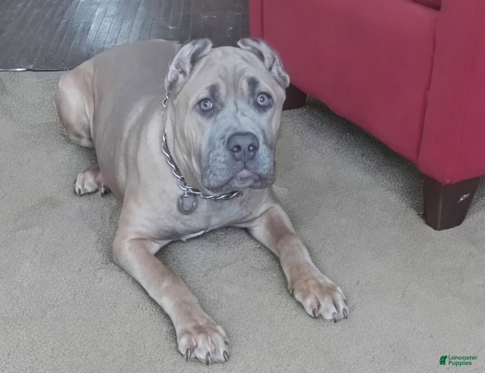 Cane Corso dogs Cane Corso 1 - Ad 17