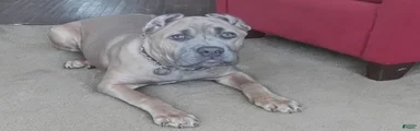 Cane Corso 1